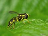 insecten 2023 deel 2